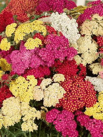 Тысячелистник обыкновенный Mix