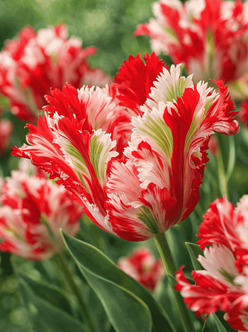 Тюльпан попугайный Estella Rijnveld