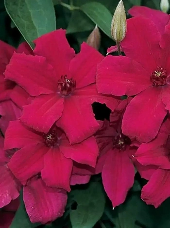 Клематис Kardynal Wyszynski