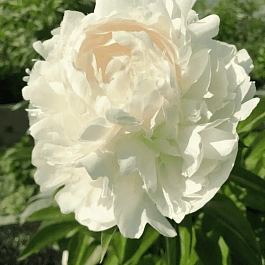 Пион Молочноцветковый Boule de Neige