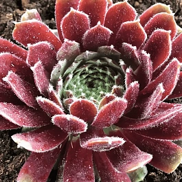 Молодило гибридное Jupiter