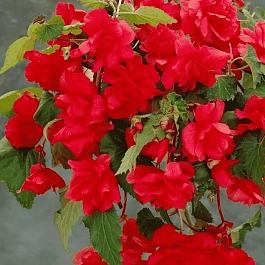 Бегония Pendula Red