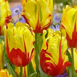 Тюльпан Texas Flame