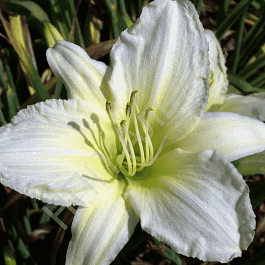 Лилейник Ice Carnival