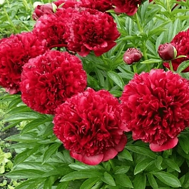 Пион Молочноцветковый Red Charm