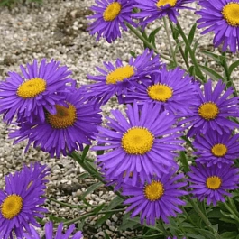 Астра альпийская Dunkle Schöne