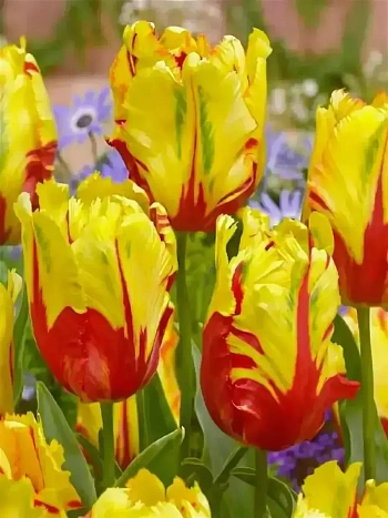 Тюльпан Texas Flame