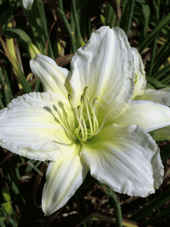 Лилейник Ice Carnival