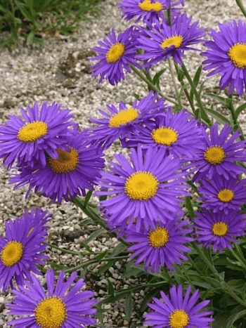 Астра альпийская Dunkle Schöne