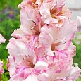Гладиолус Самара