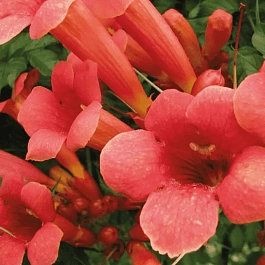 Кампсис укореняющийся Gabor