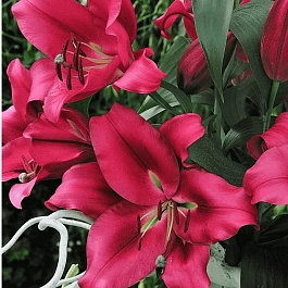 Лилия Carbonero