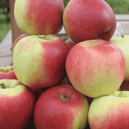 Яблоня Былина