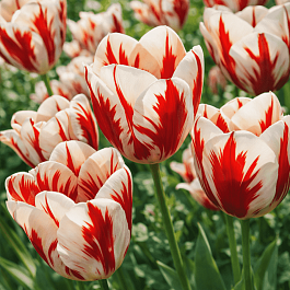 Тюльпан триумф Carnaval De Rio