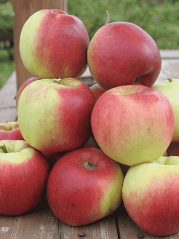 Яблоня Былина