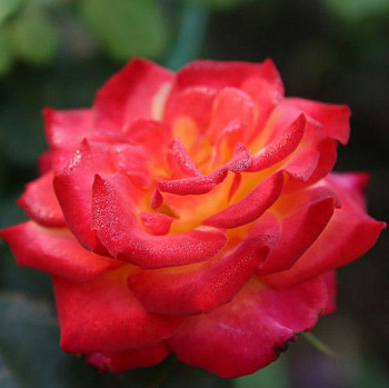 Роза чайно-гибридная Шато Жискур (Rose Chateau Giscours) Роза чайно-гибридная Шато Жискур (Rose Chateau Giscours)