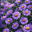 Астра кустарниковая Wood's Purple
