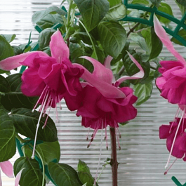 Фуксия ампельная Bella Rosella