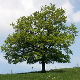 Дуб черешчатый