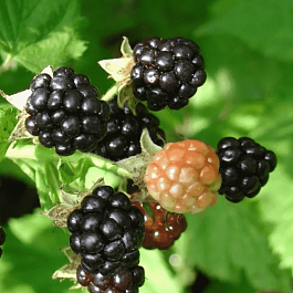 Ежевика садовая Gazda
