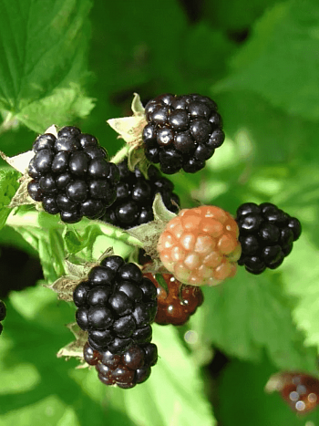 Ежевика садовая Gazda