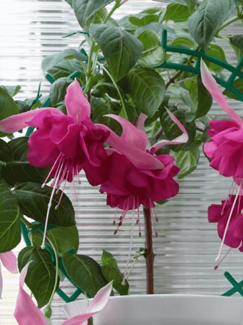 Фуксия ампельная Bella Rosella