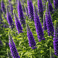 Вероника колосистая Sunny Border Blue