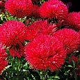 Астра Гигантские лучи Красная Астра Гигантские лучи Красная