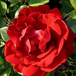 Роза канадская парковая Хоуп оф Хьюманити Роза канадская парковая Хоуп оф Хьюманити