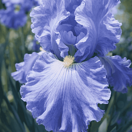 Ирис германский Babbling Brook