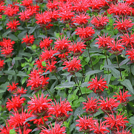 Монарда гибридная Red Shades