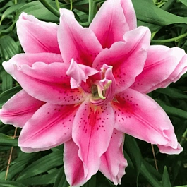 Лилия Roselily Ciara