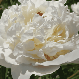 Пион Marie Lemoine