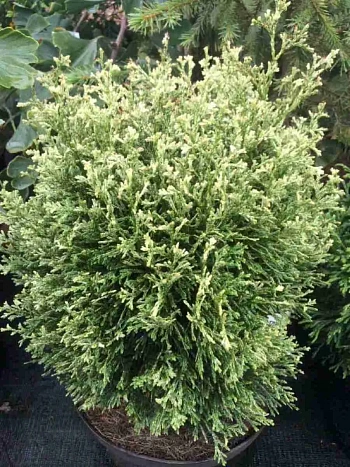 Туя западная Miss Frosty