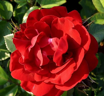 Роза канадская парковая Хоуп оф Хьюманити