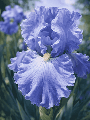 Ирис германский Babbling Brook