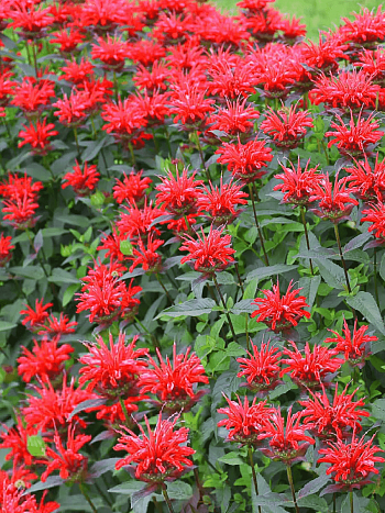 Монарда гибридная Red Shades