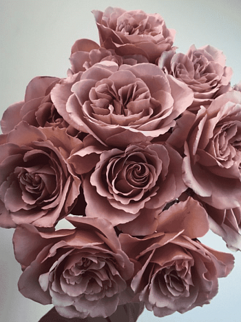 Роза чайно-гибридная Cafe Latte