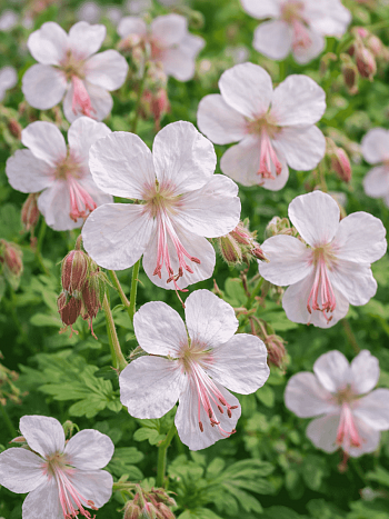 Герань кембриджская Saint Ola