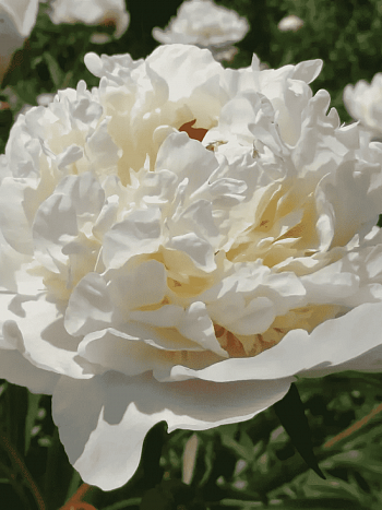 Пион Marie Lemoine