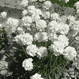 Армерия приморская Abbey White