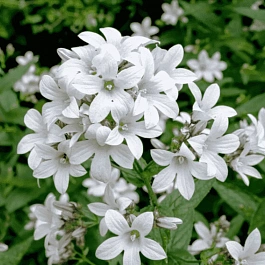 Колокольчик молочноцветковый Alba