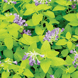 Котовник Фассена Limelight