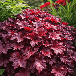 Гейхера Berry Marmalade