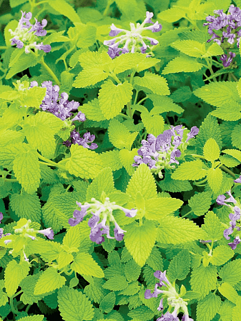 Котовник Фассена Limelight