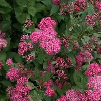 Спирея японская Дабл Плей Артизен (Гален)