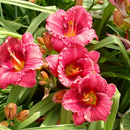 Лилейник гибридный Силоам Джим Купер НАБОР 2ШТ (1+1)