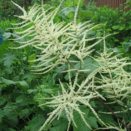 Волжанка двудомная Неффи