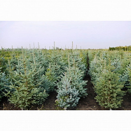 Ель колючая Глаука Аризона