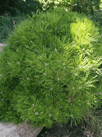 Сосна густоцветная Low Glow